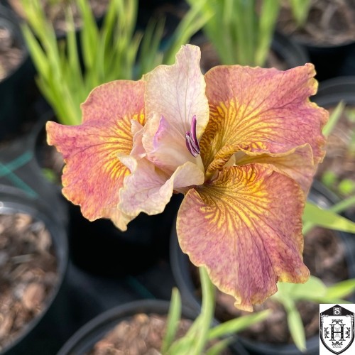 Iris sibirica 'Peacock Butterfly® Jerry Murphy®' - Siberi iiris 'Peacock Butterfly® Jerry Murphy®'
